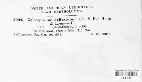 Coleosporium delicatulum image